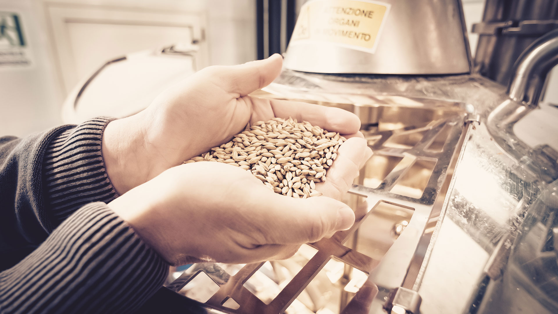 Orzo durante la lavorazione nel birrificio EXMU